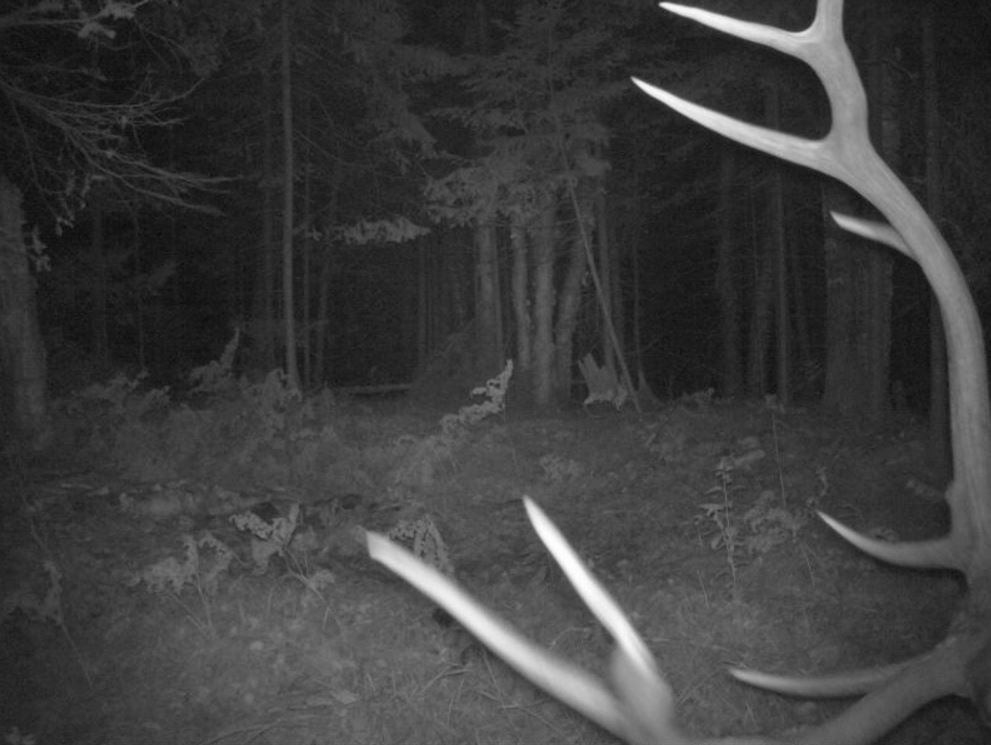 trailcamdeerrack.JPG
